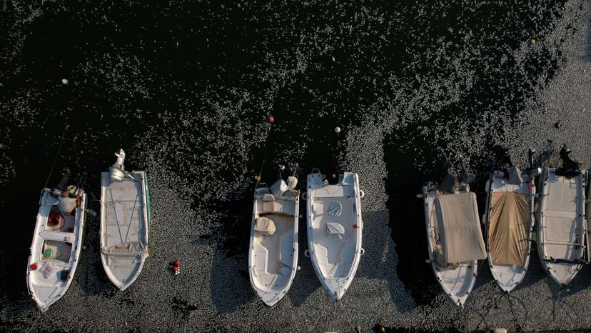 Tonnes of dead fish crowd Greek tourist port after flooding