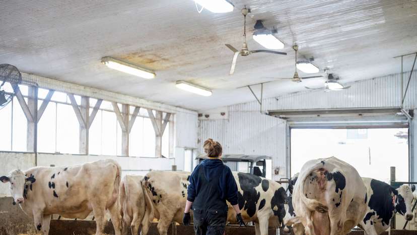 FILE PHOTO: Dairy workers maintain a farm in Carrying Place