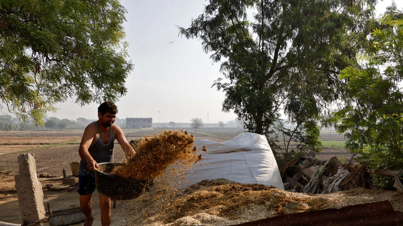 A farmer removes fodder as he cleans a portion of the courtyard of his house next to a paddy field in Mathura
