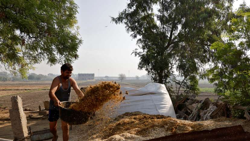 A farmer removes fodder as he cleans a portion of the courtyard of his house next to a paddy field in Mathura