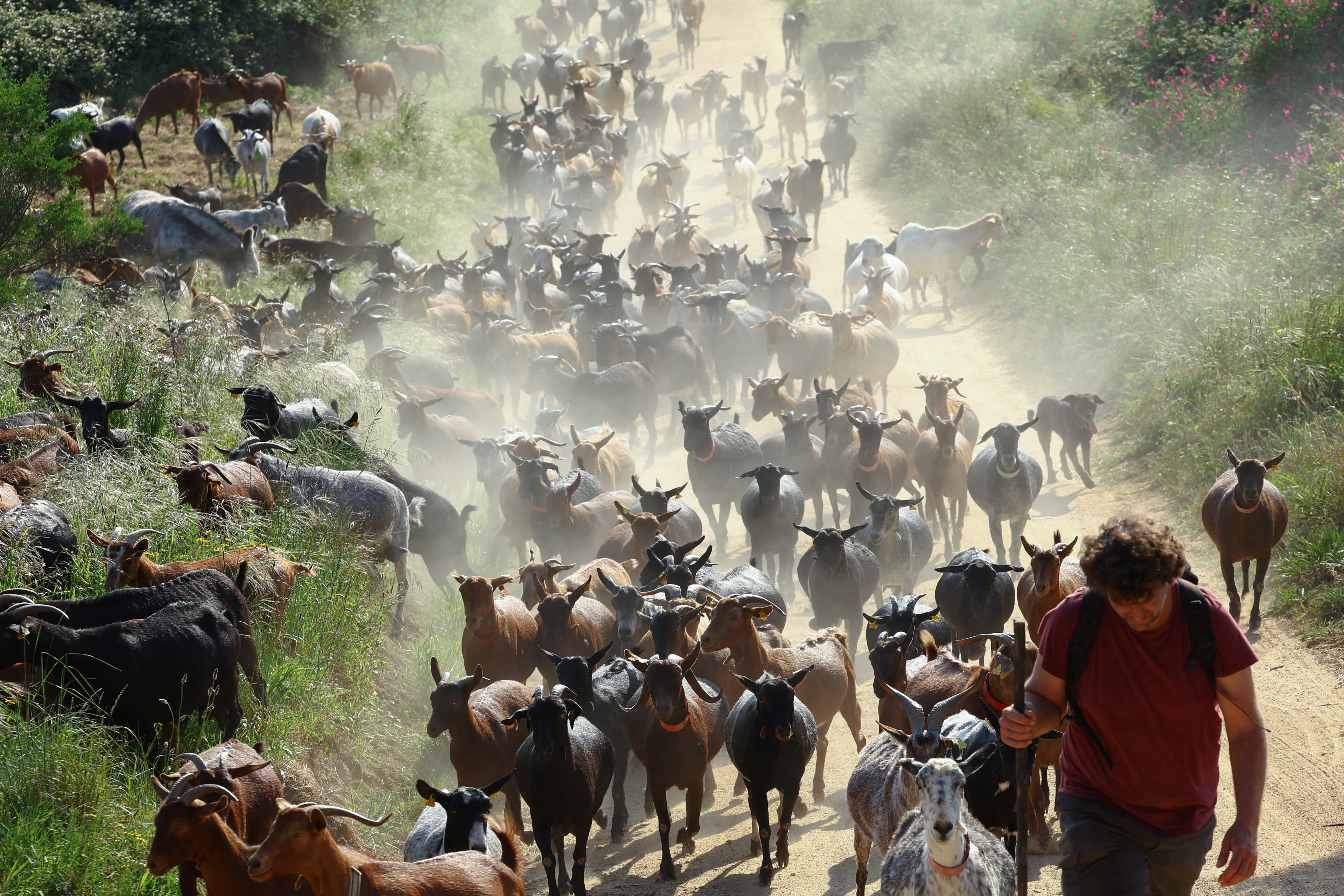 The Wider Image: Hungry goat herds help fight fires in Spain's Catalonia