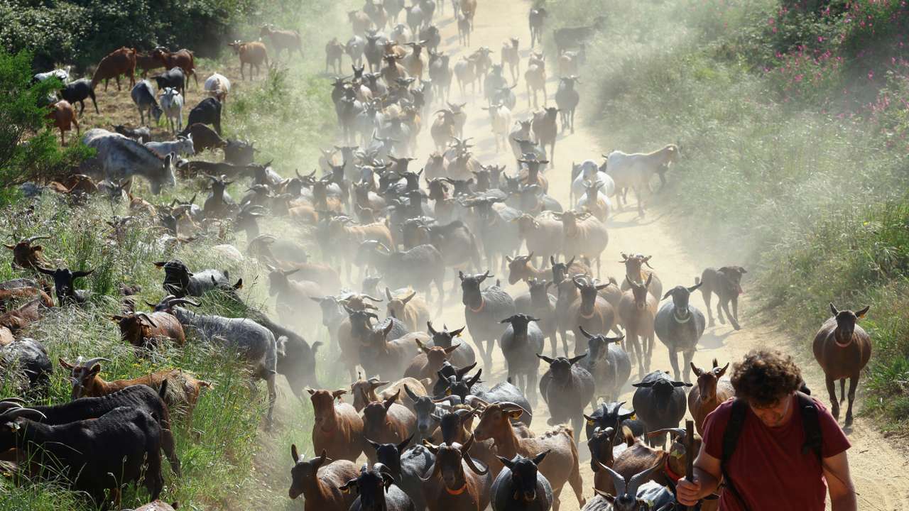 The Wider Image: Hungry goat herds help fight fires in Spain's Catalonia