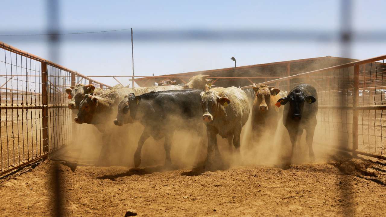 FILE PHOTO: Jeronimo–Santa Teresa crossing handles cattle en route to U.S.