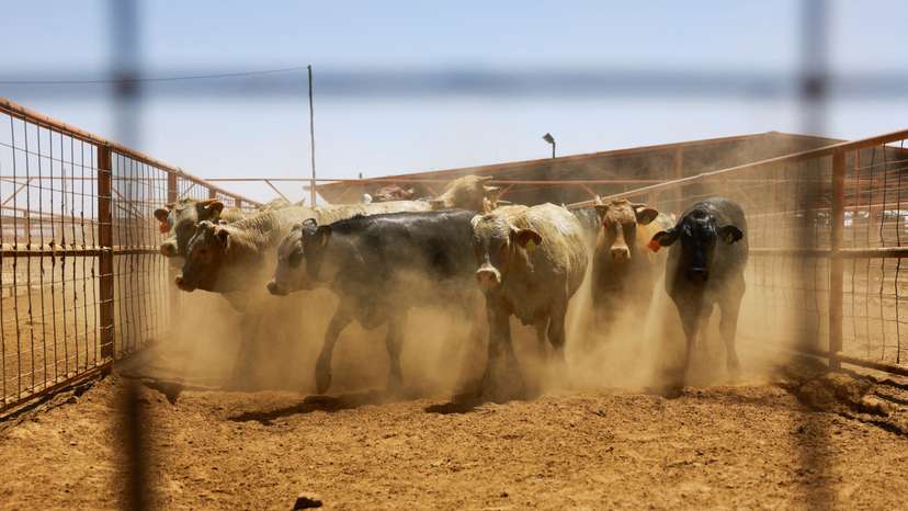 FILE PHOTO: Jeronimo–Santa Teresa crossing handles cattle en route to U.S.