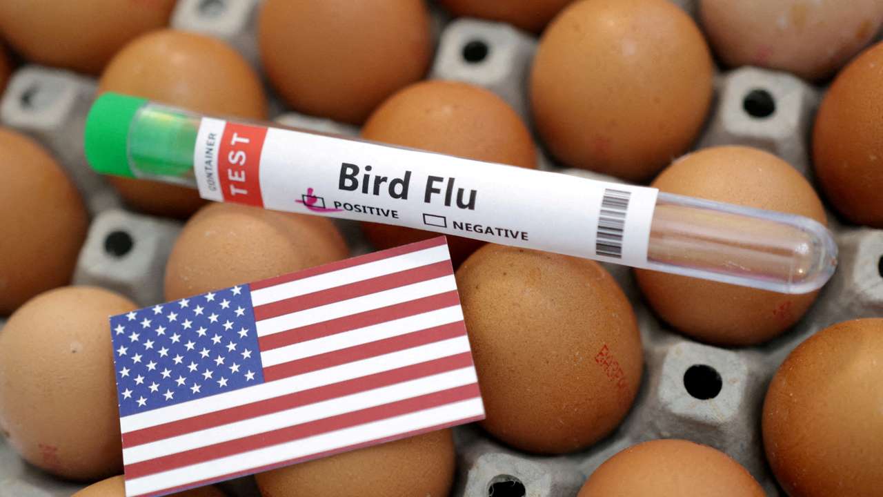 FILE PHOTO: Illustration shows test tube labelled "Bird Flu", eggs and U.S. flag