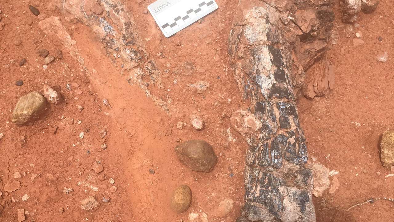 Musankwa sanyatiensis