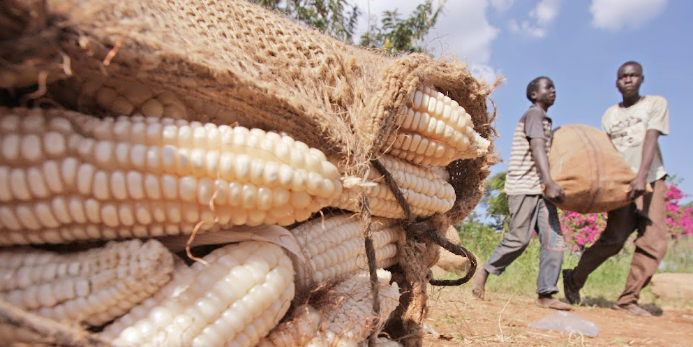 Tanzania Corn farmers