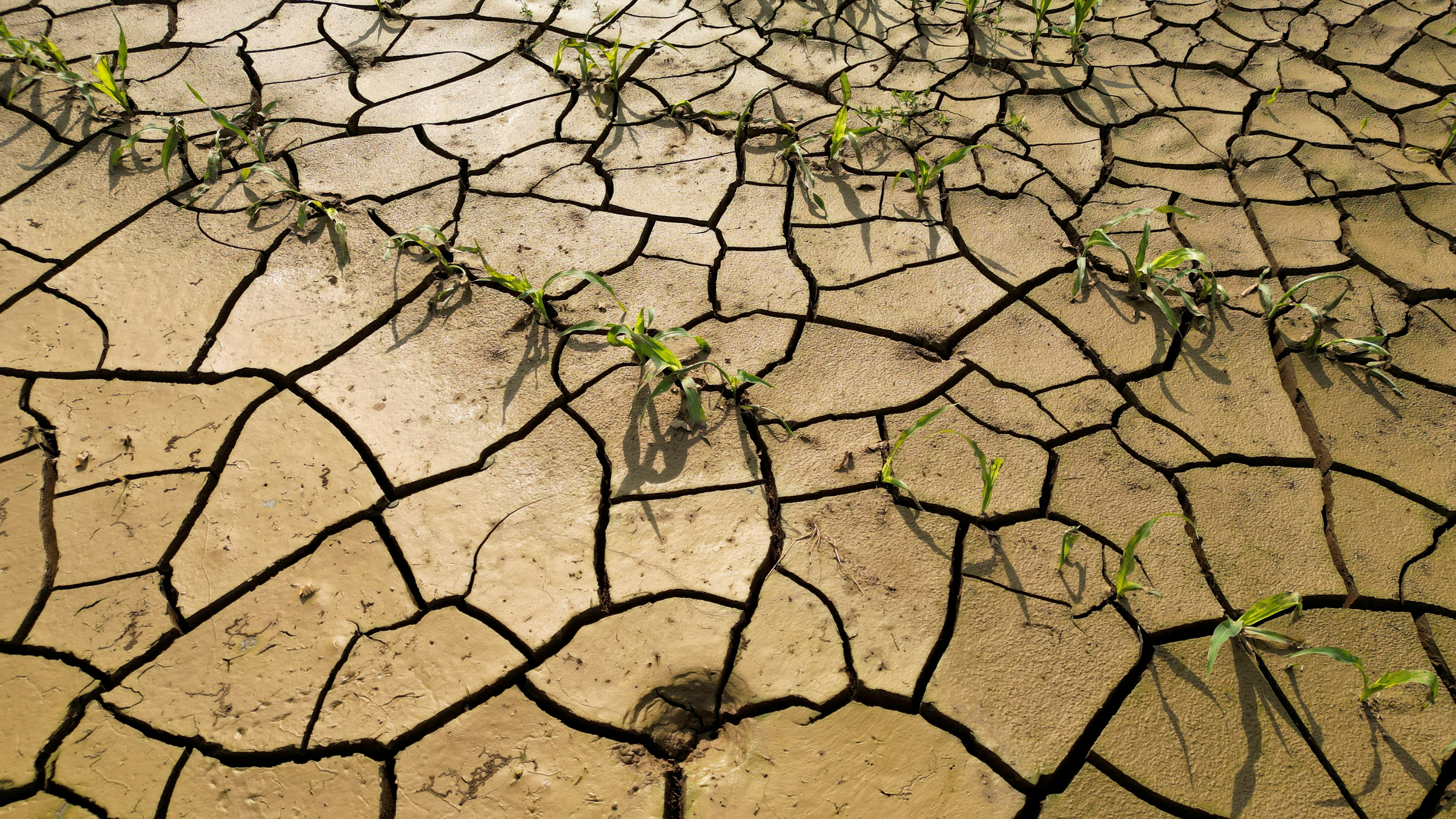 FILE PHOTO: A view of a corn field in Les-Rues-des-Vignes