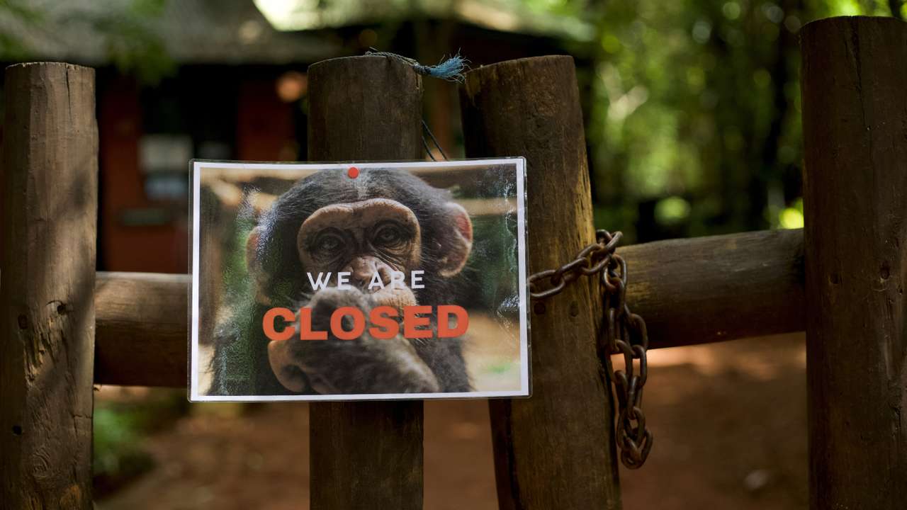 Sierra Leone sanctuary closes in protest over deforestation