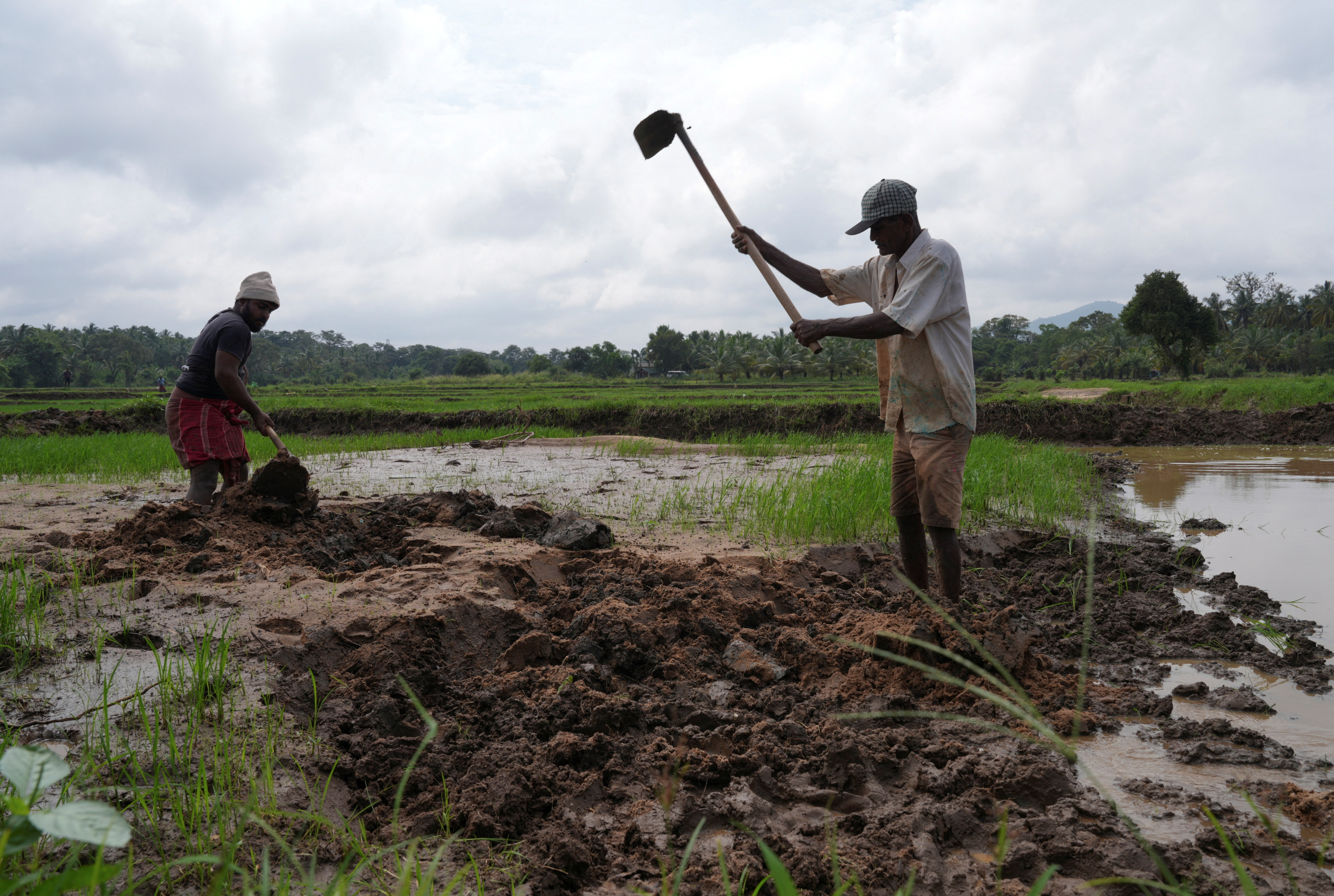 Farmers work to remove mud and sand from a paddy field after Cyclone Ditwah, in Galewela