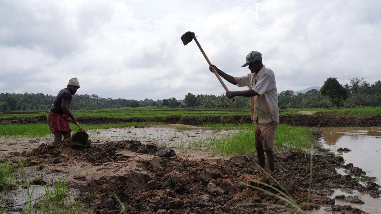 Farmers work to remove mud and sand from a paddy field after Cyclone Ditwah, in Galewela