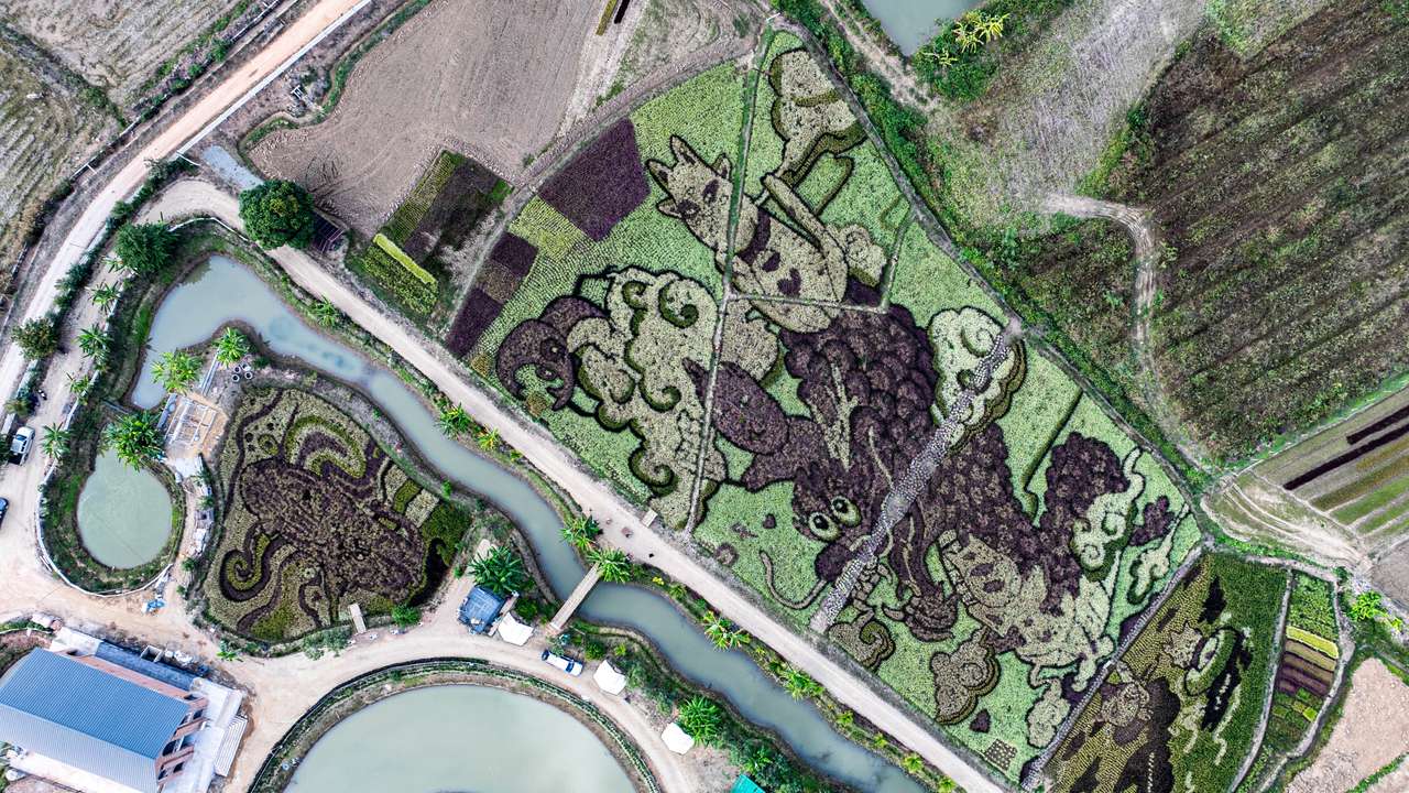 A drone view shows dragon and cat figures created by Thunyapong Jaikum, a Thai farmer and artist,  in rice fields in Chiang Rai province