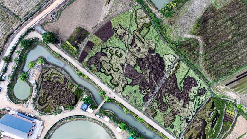 A drone view shows dragon and cat figures created by Thunyapong Jaikum, a Thai farmer and artist, in rice fields in Chiang Rai province