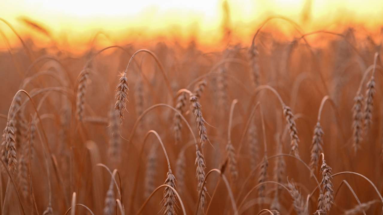 FILE PHOTO: Wheat harvesting in Omsk region