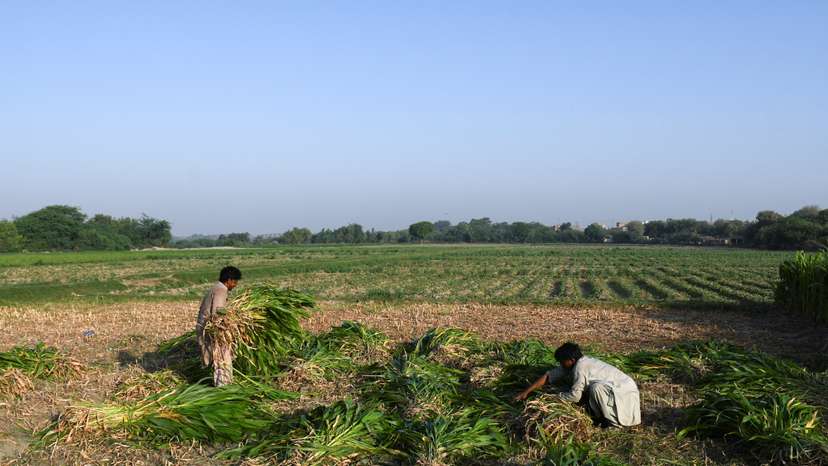 Farmers tie bundles of fodder while working in a field, on the outskirts of Hyderabad