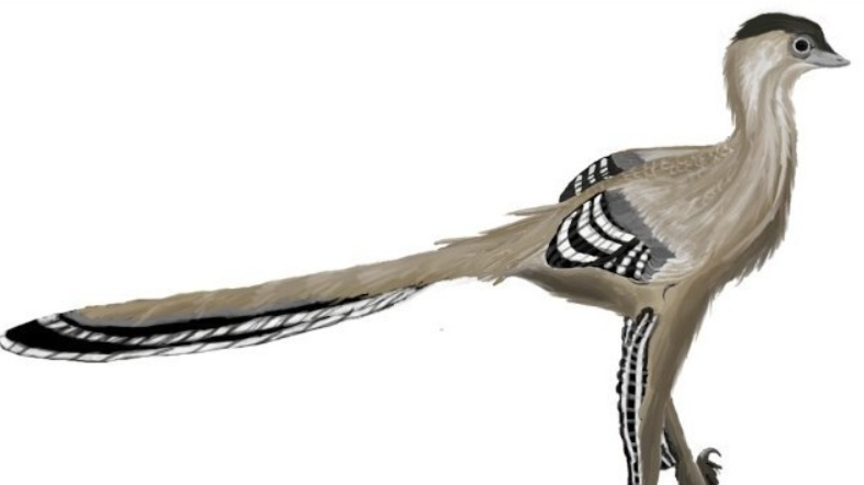 Troodontidae bird