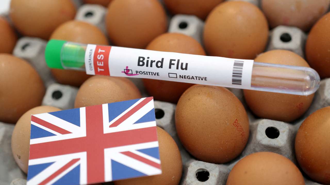 Illustration shows test tube labelled "Bird Flu", eggs and British flag