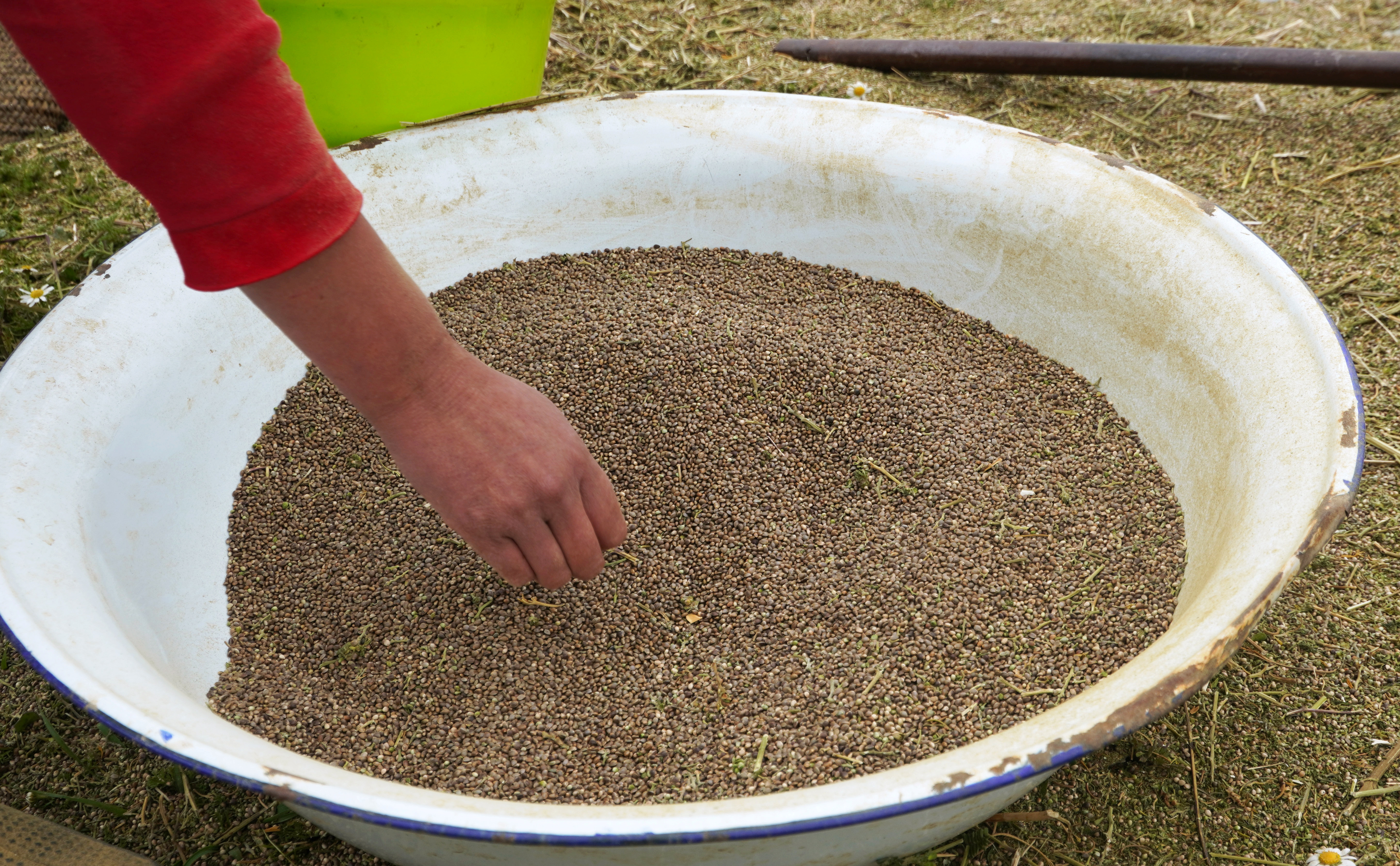 A farmer cleans cannabis seeds at a village near Ketama