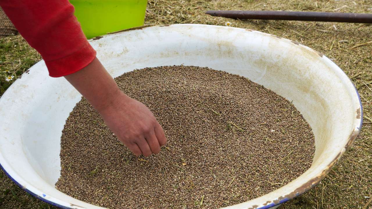 A farmer cleans cannabis seeds at a village near Ketama