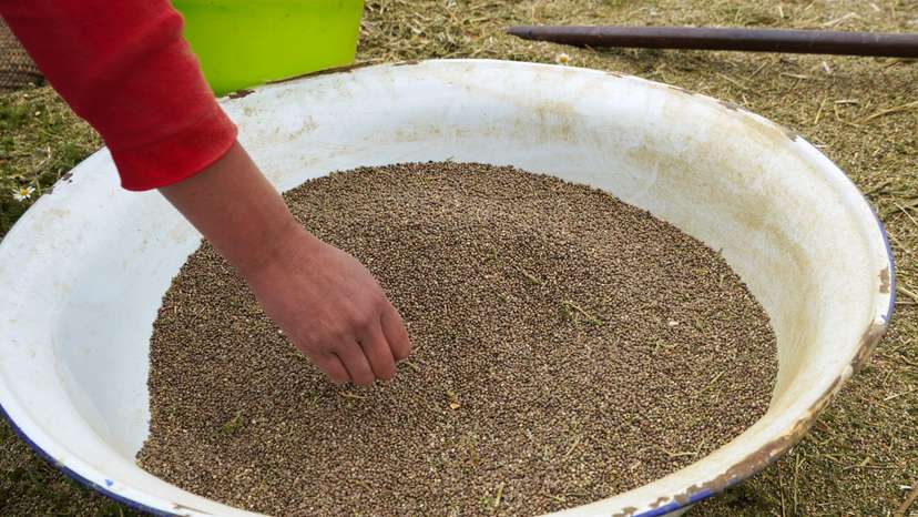 A farmer cleans cannabis seeds at a village near Ketama