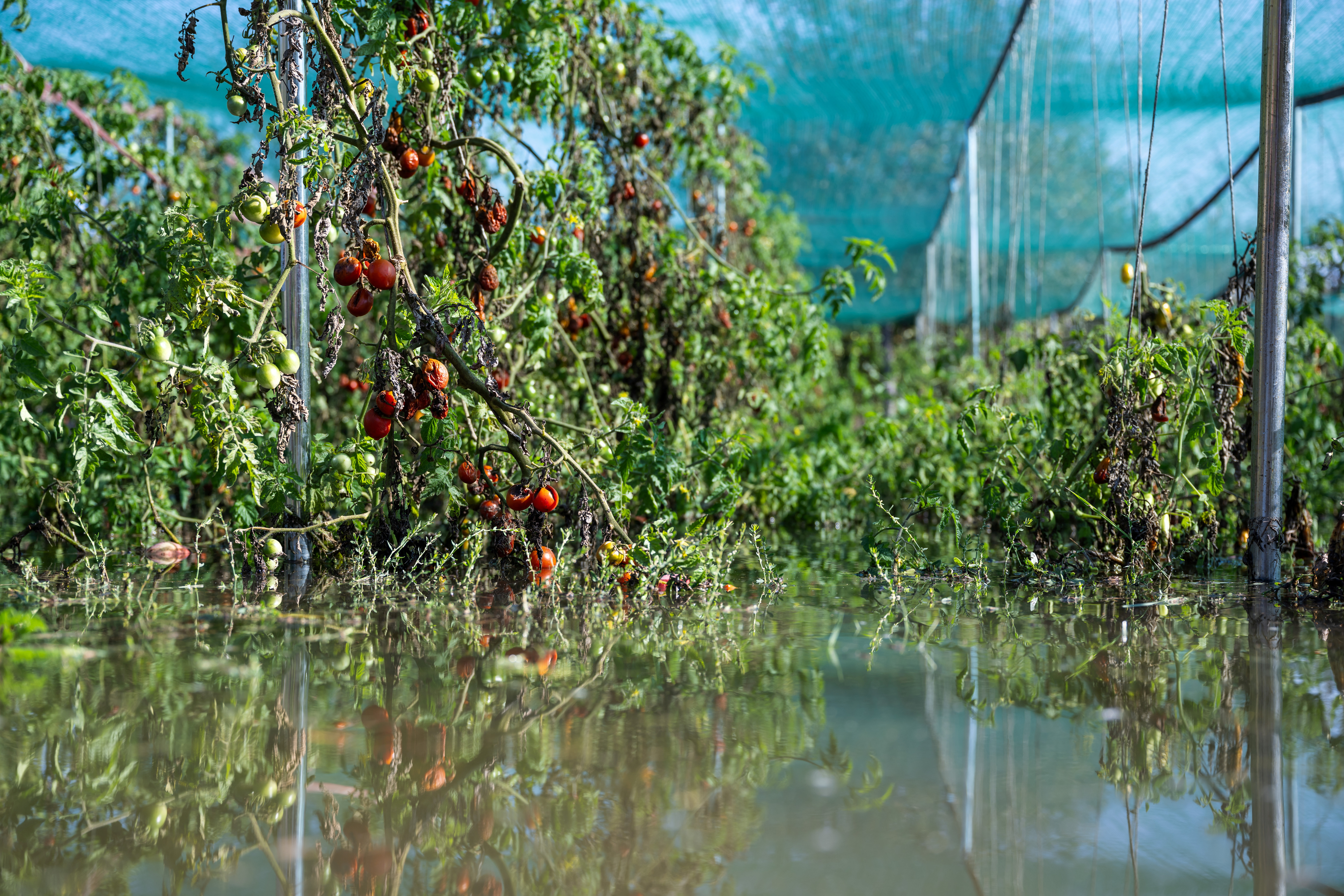A partially flooded organic farm in Hungary