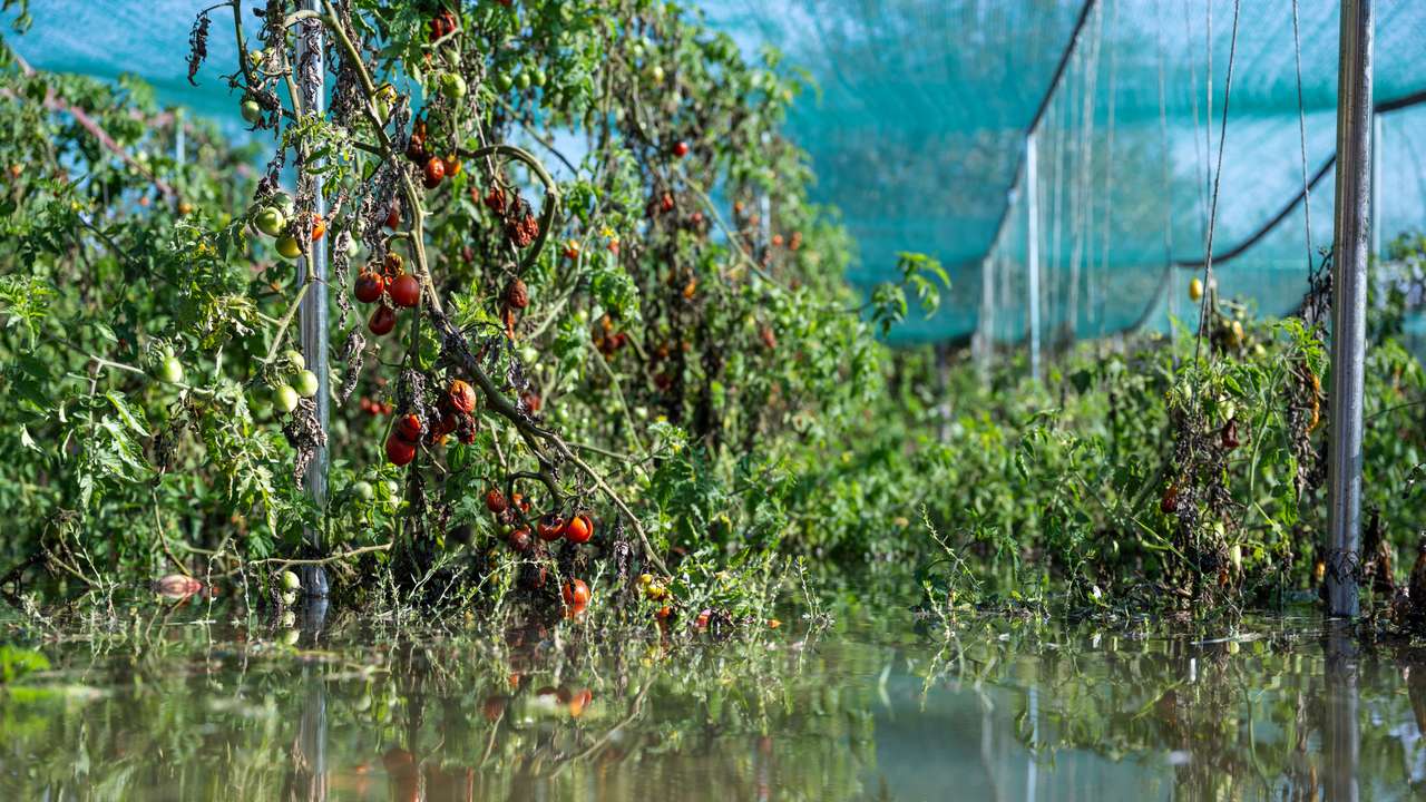A partially flooded organic farm in Hungary