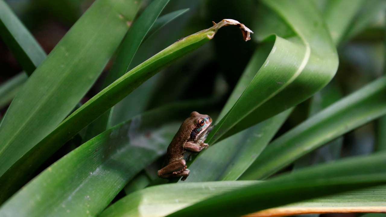 Quito Zoo introduces endangered Andean frogs to restored habitats, in Quito