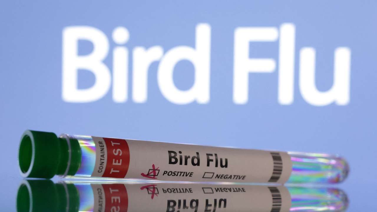 Illustration shows test tubes labelled "Bird Flu" words
