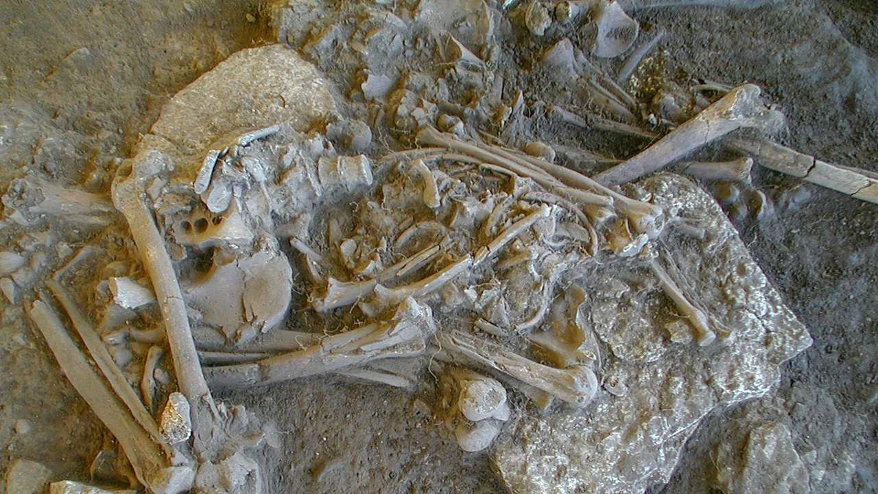 Undated handout image of one of the complete skeletons found in the Fraelsegarden passage grave, in Falbygden