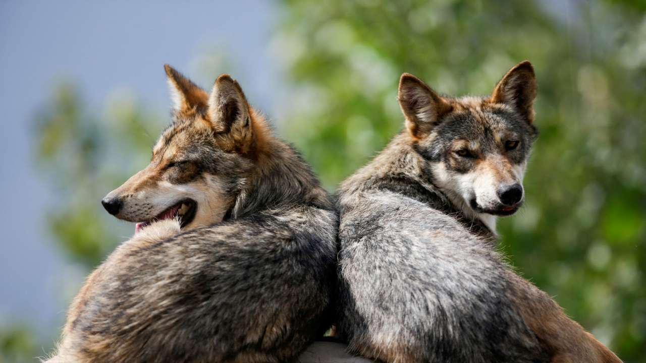 FILE PHOTO: Mexican gray wolves, an endangered native species, are seen resting in their enclosure at the Museo del Desierto in Saltillo