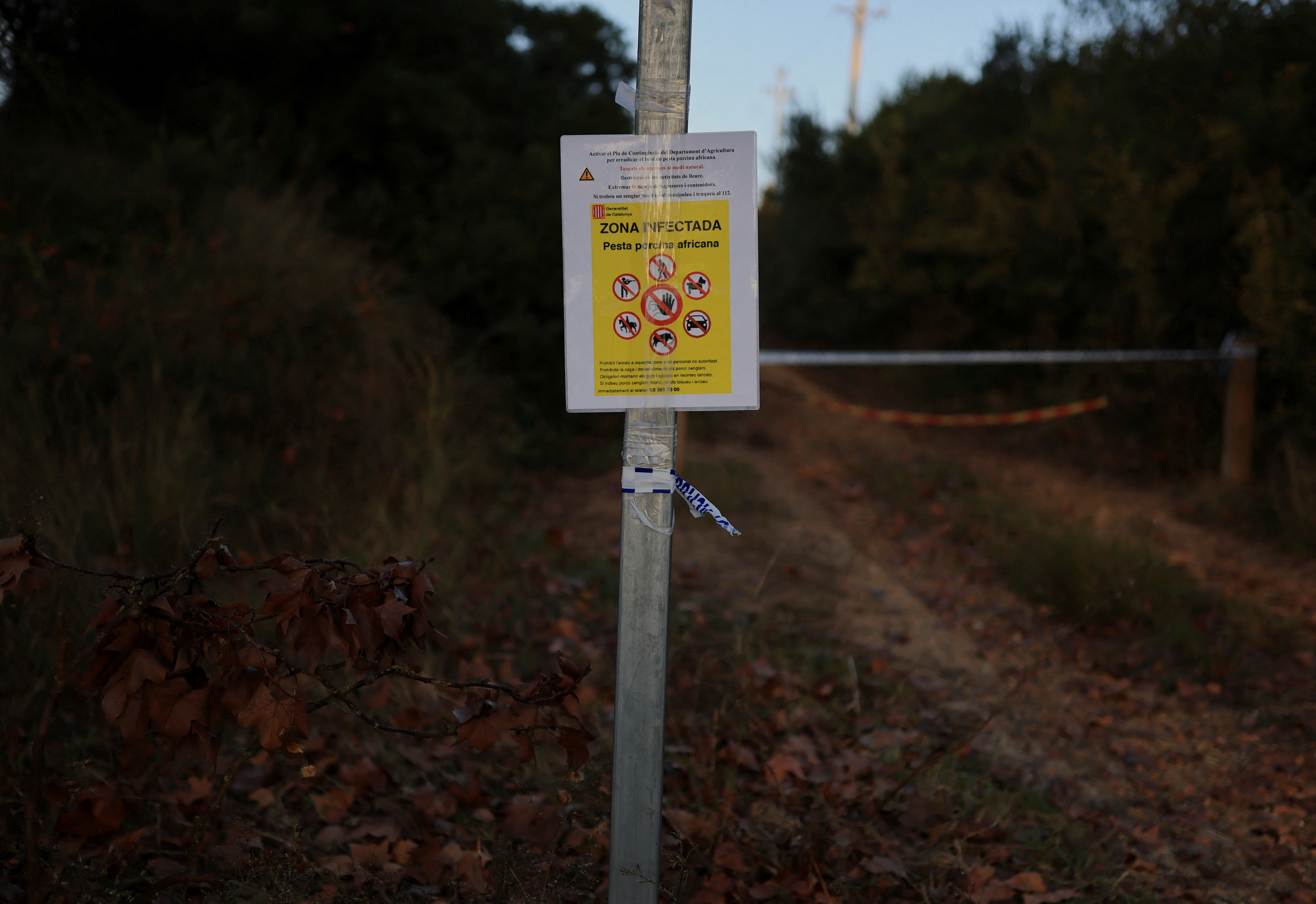 Spain mobilises military against swine fever, says contaminated sandwich could be cause