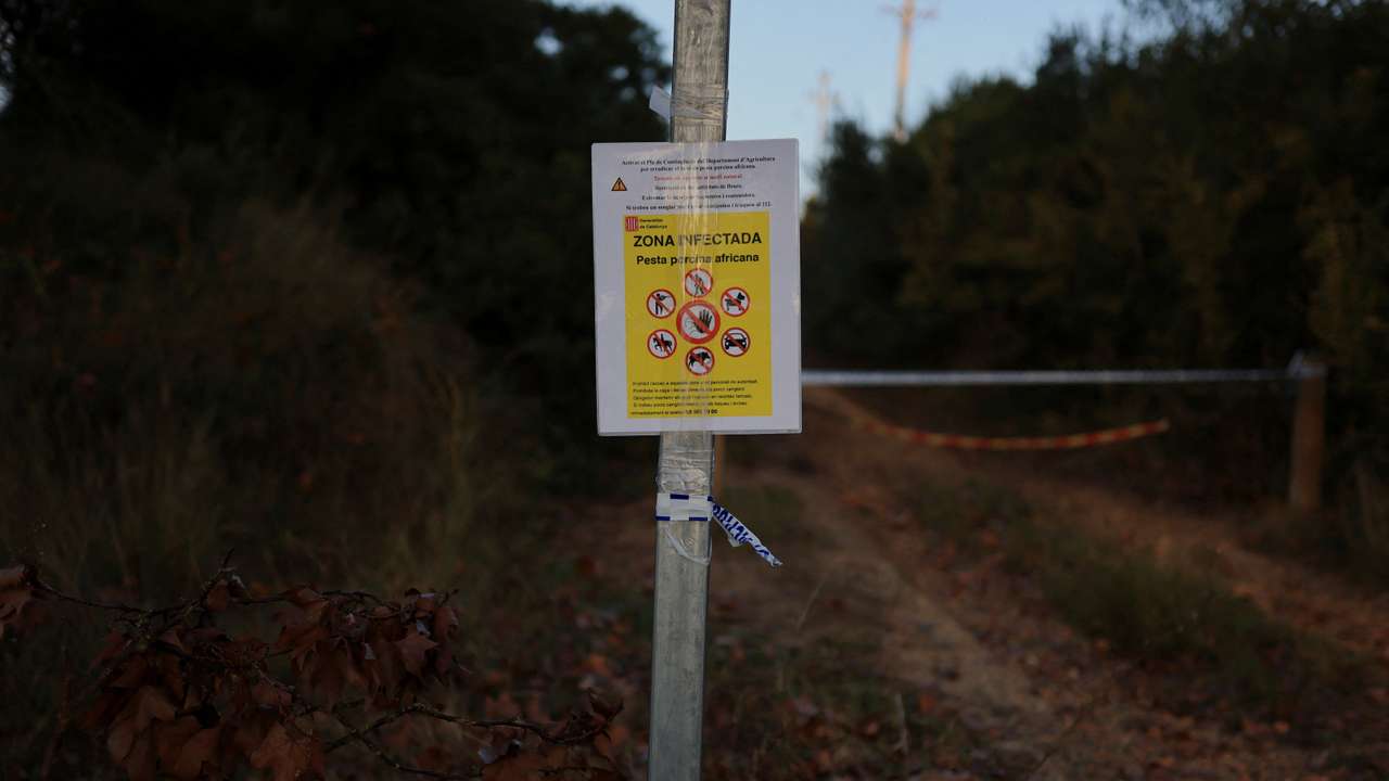 Spain mobilises military against swine fever, says contaminated sandwich could be cause