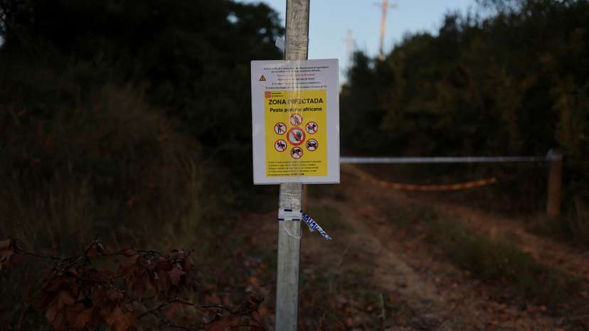 Spain mobilises military against swine fever, says contaminated sandwich could be cause