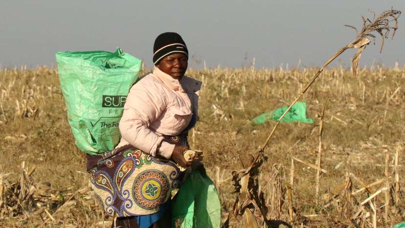 A woman works in maize fields on a resettled farm near Chinhoyi, Zimbabwe