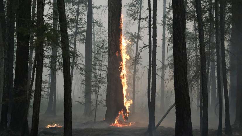 A tree burns during a wildfire near the village of Taastaakh in Yakutia