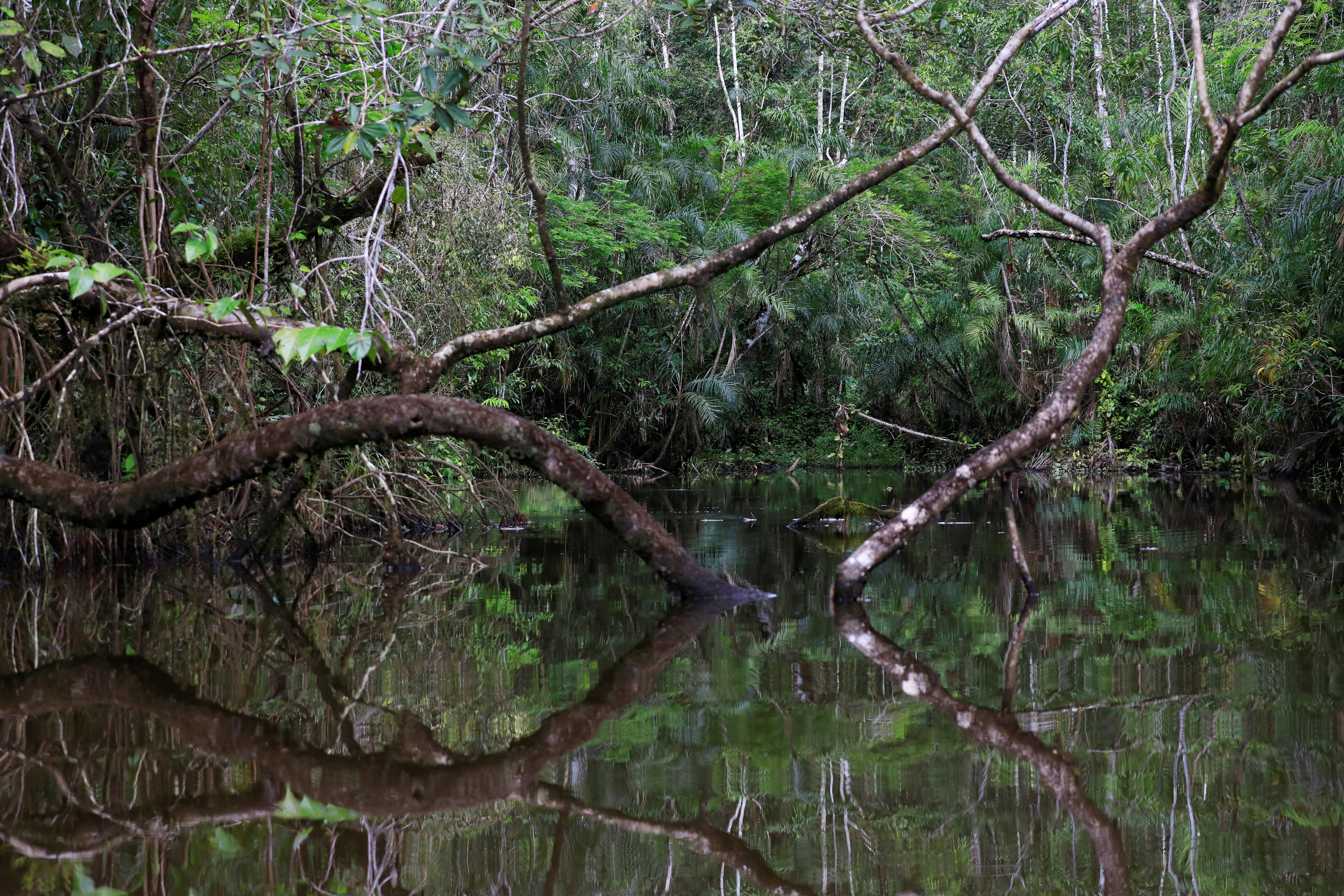A view of the Amazon rainforest at the lagoon of the Yasuni National Park in the Pastaza province