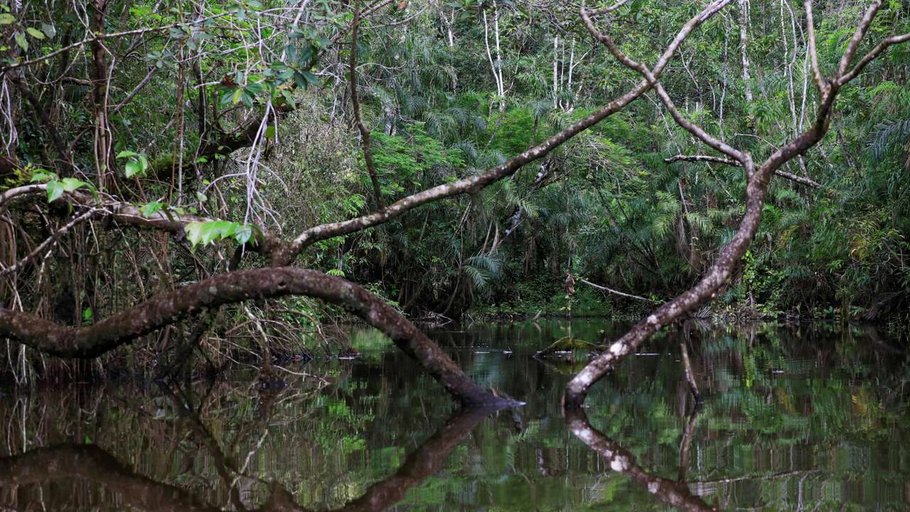 A view of the Amazon rainforest at the lagoon of the Yasuni National Park in the Pastaza province