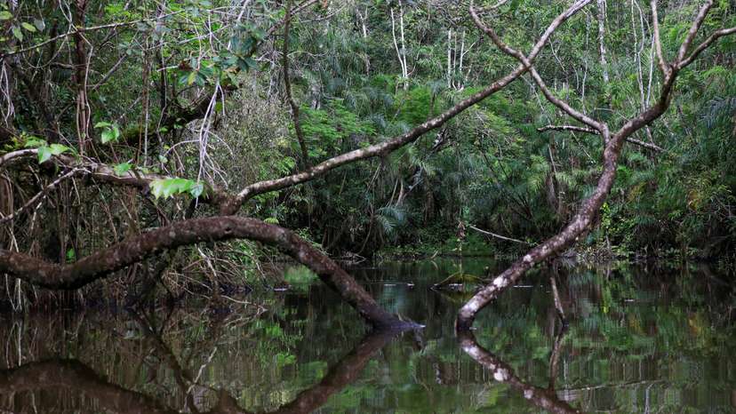 A view of the Amazon rainforest at the lagoon of the Yasuni National Park in the Pastaza province