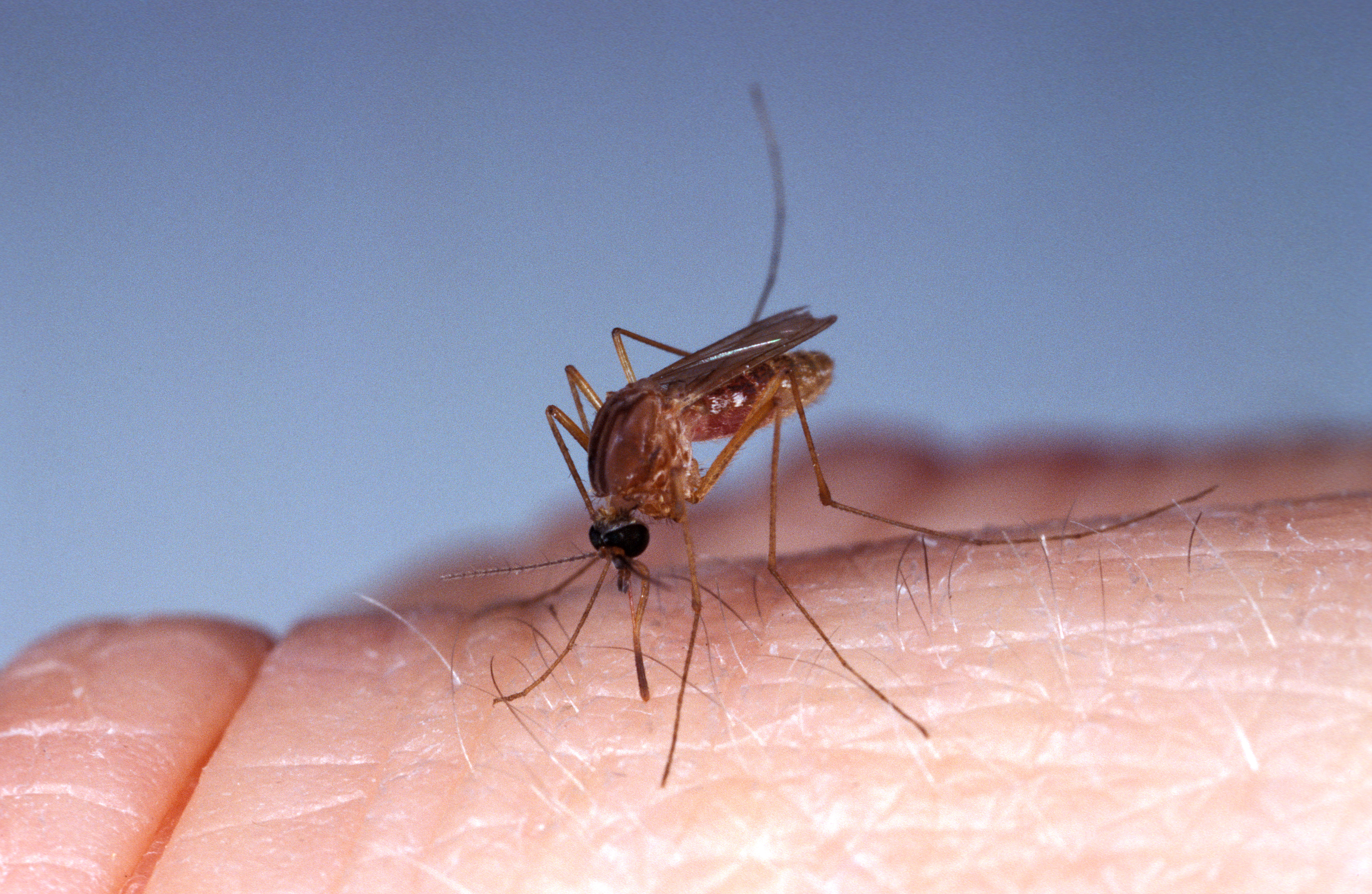 mosquito-culex