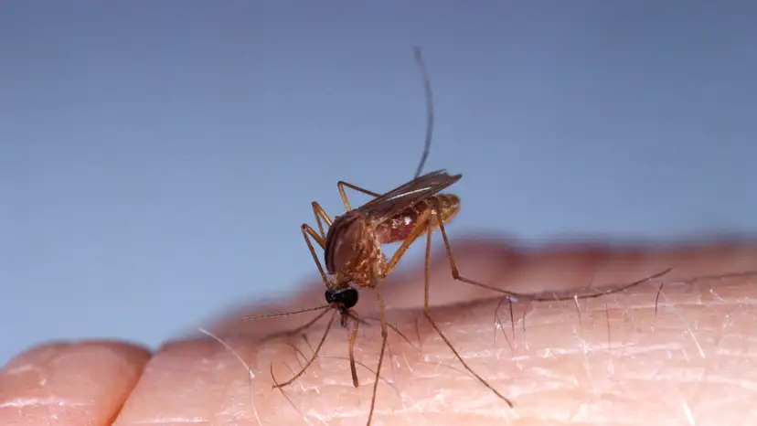 mosquito-culex