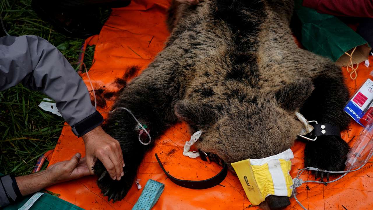 The Wider Image: The special patrol protecting Spain's brown bears and wary villagers