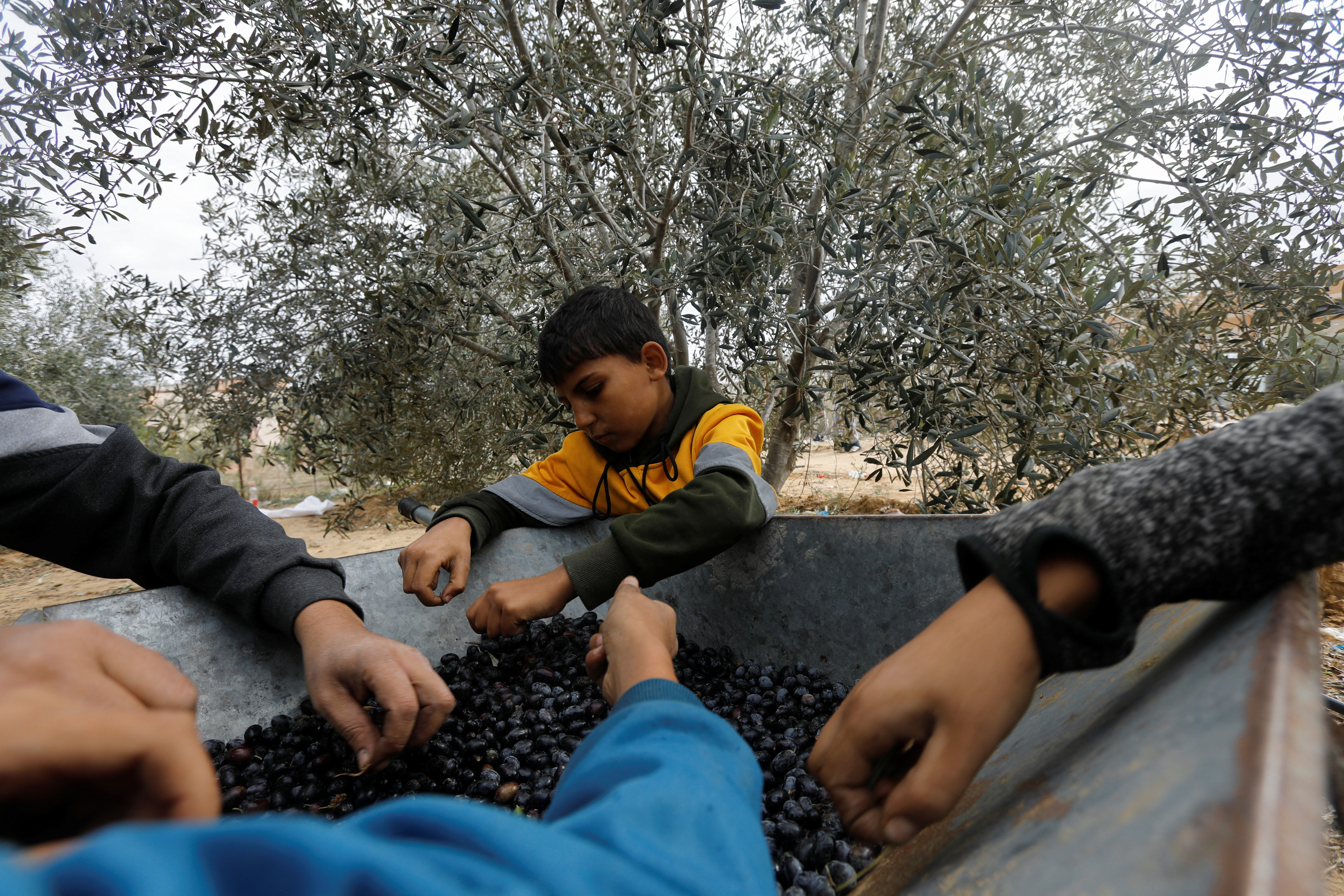 Palestinians collect olives during a temporary truce with Israel, in Khan Younis in the southern Gaza Strip