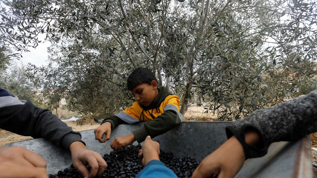Palestinians collect olives during a temporary truce with Israel, in Khan Younis in the southern Gaza Strip