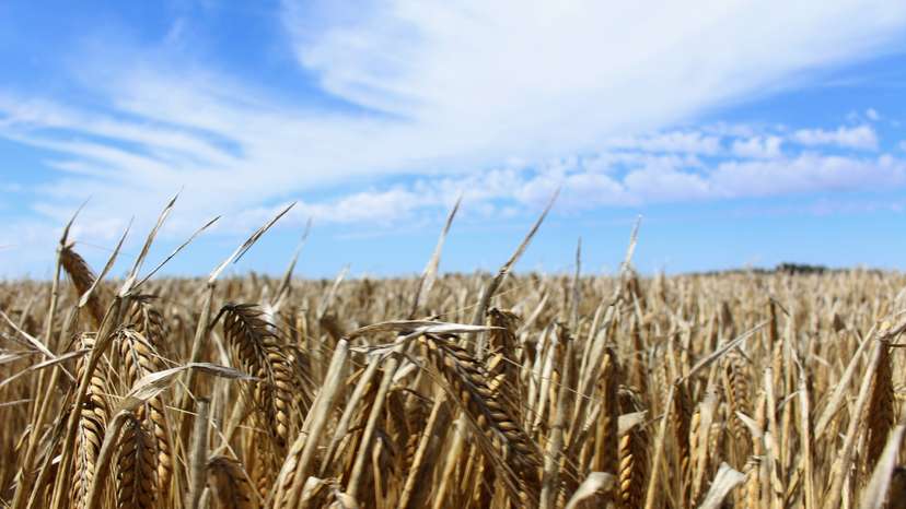 The crop is seen in a barley field at a farm near Moree, in New South Wales, Australia