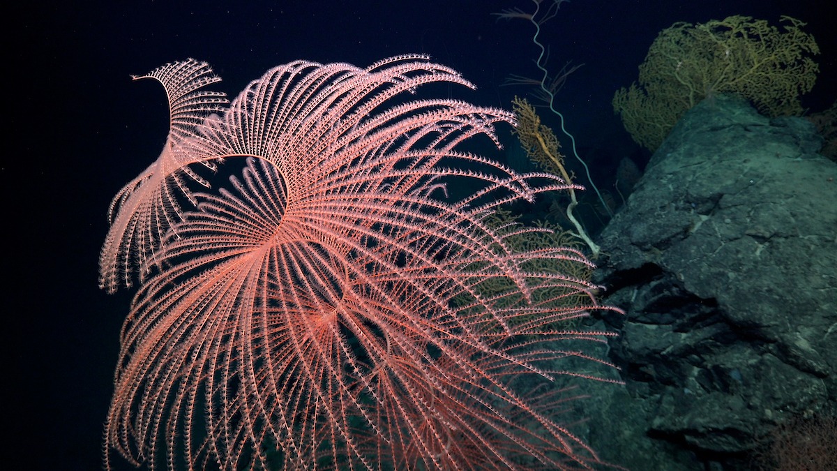 Corais registrados pelo Schmidt Ocean Institute no Oceano Atlântico, a uma profundidade de 2 mil metros abaixo da superfície.