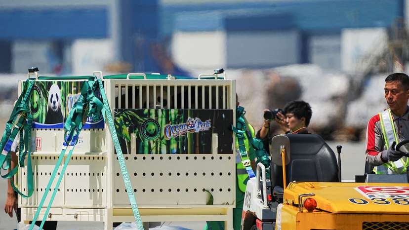 Giant pandas An An and Ke Ke arrive as a gift from China in Hong Kong