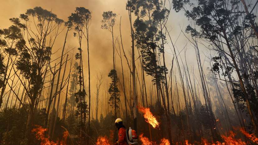 Wildfires in an area of Brasilia's National Forest