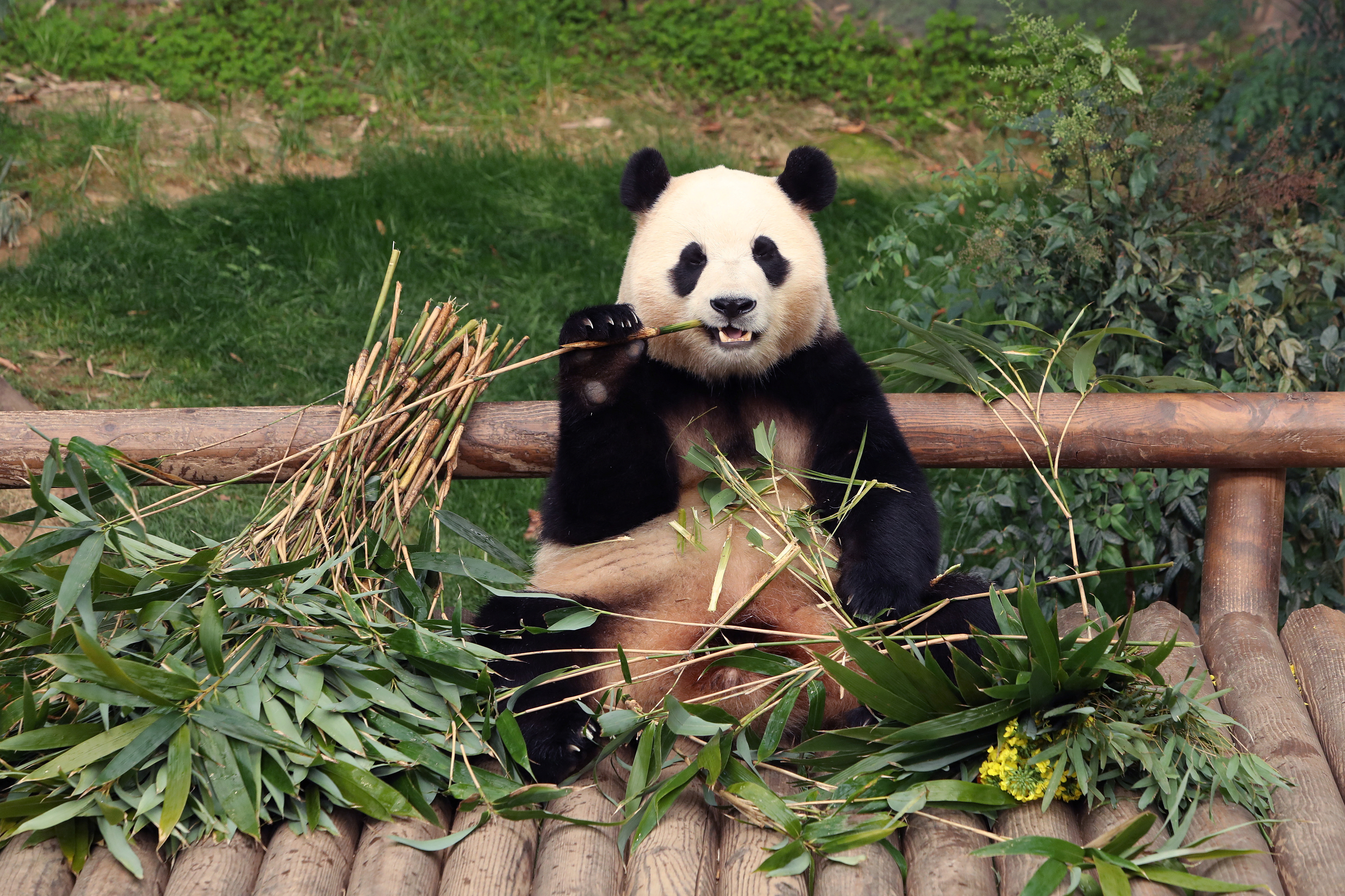 Giant Panda Fu Bao scheduled to return to China Conservation and Research Center