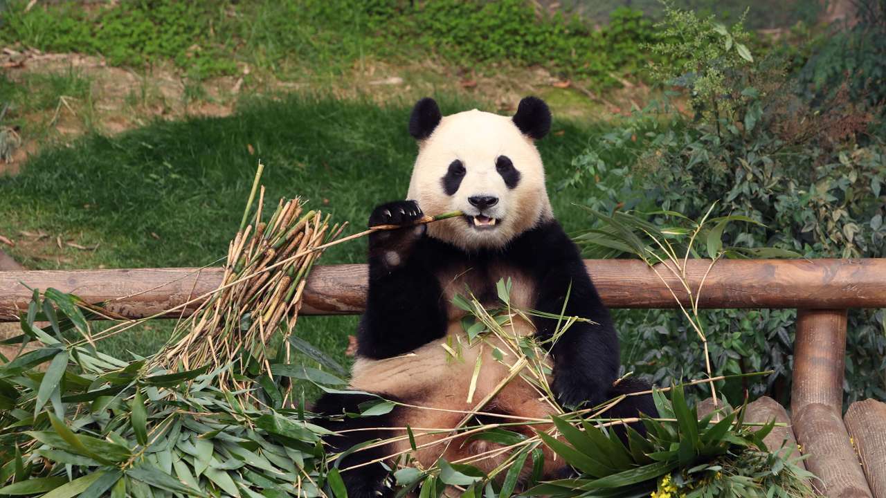 Giant Panda Fu Bao scheduled to return to China Conservation and Research Center