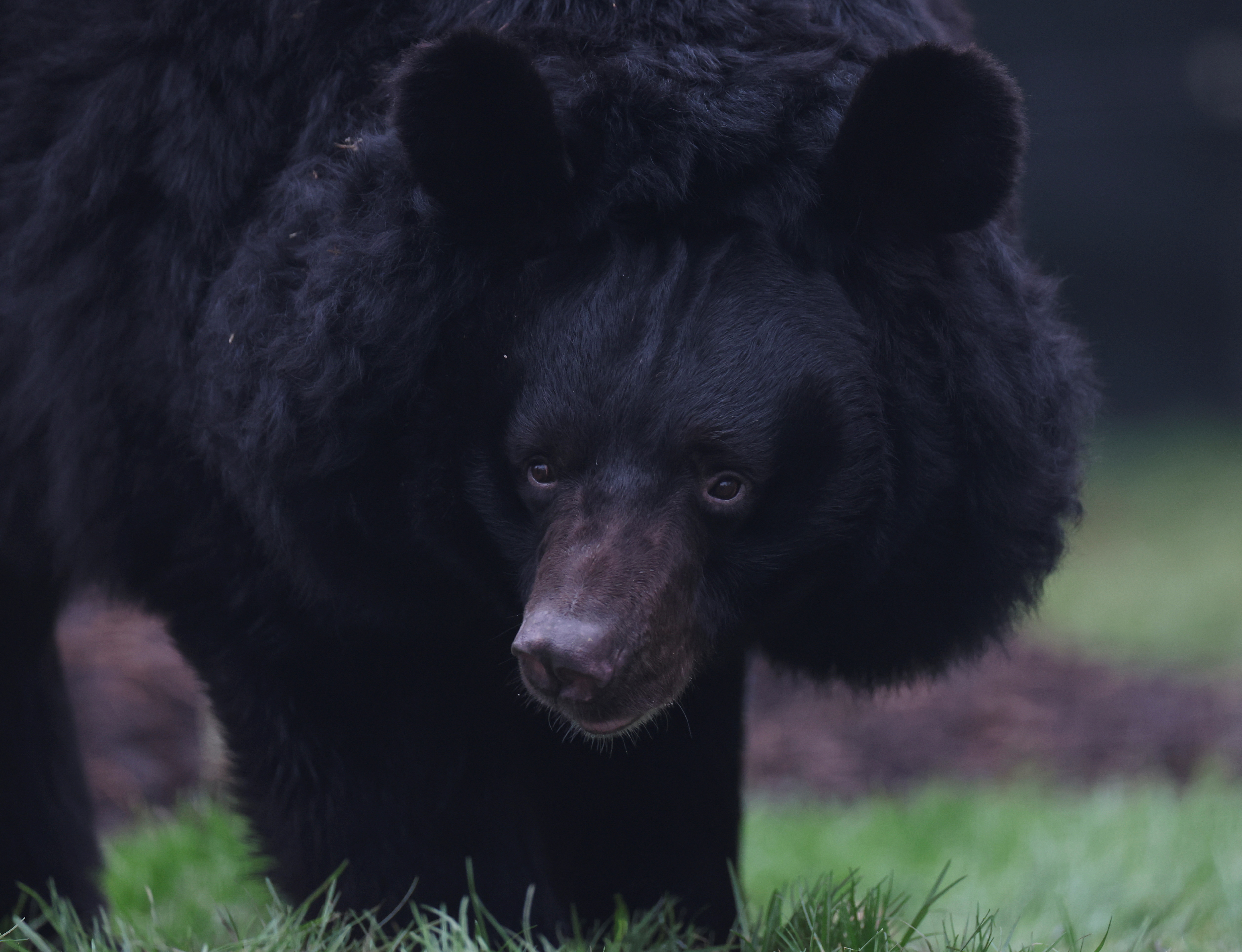 Rescued bear from Donetsk explores his new surroundings at Five Sisters Zoo near Edinburgh